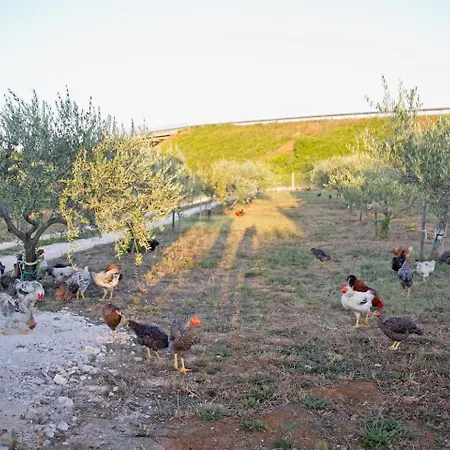 Fairy Of Velebit Unique Countryside House Posedarje