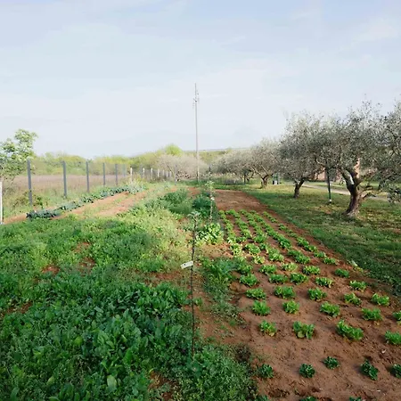 Fairy Of Velebit - Countryside House With Heated Pool & Organic Garden Near Zadar * Posedarje